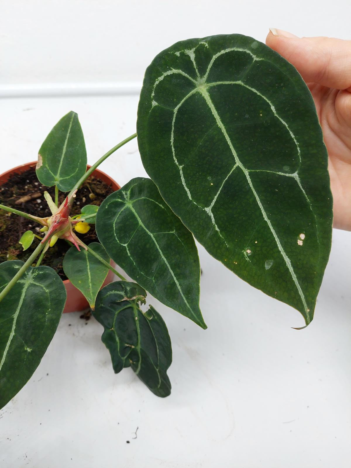 Anthurium Forgetii Silver