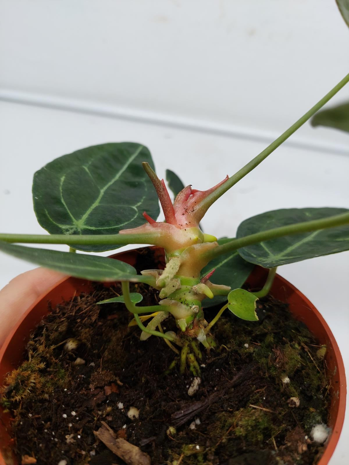 Anthurium Forgetii Silver