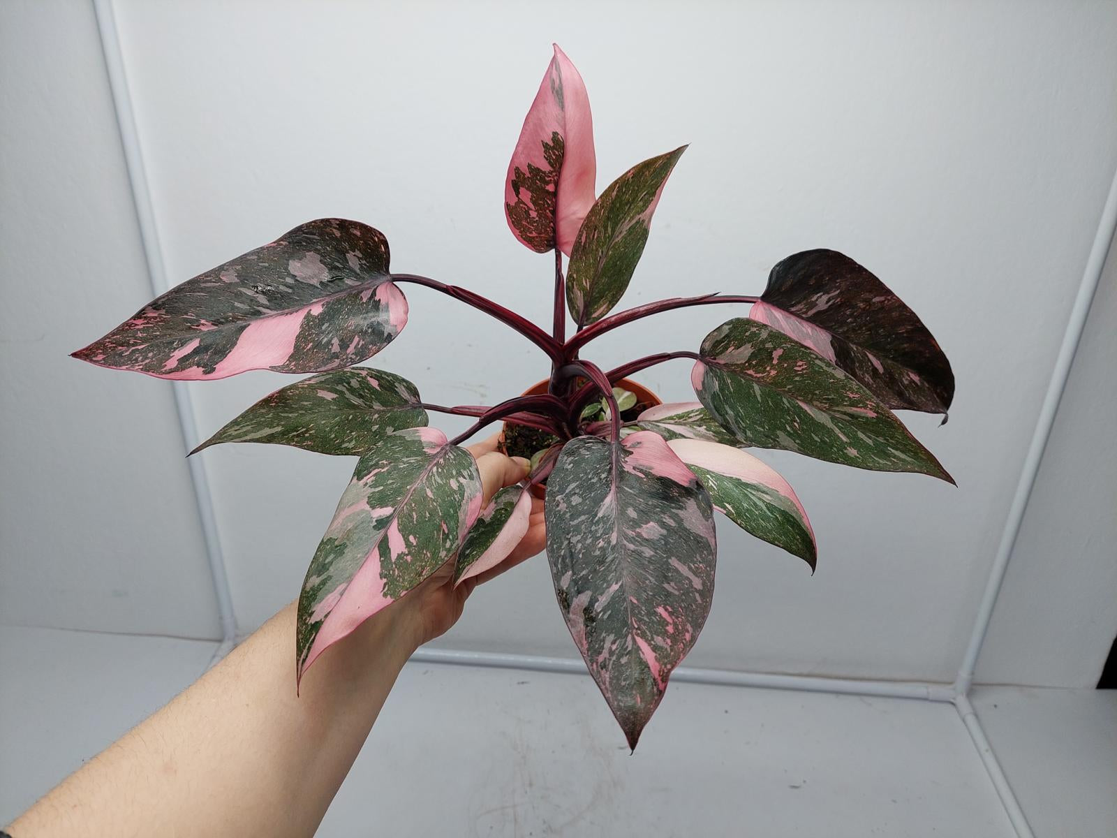 Philodendron Pink Princess Marble Galaxy