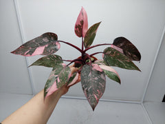 Philodendron Pink Princess Marble Galaxy