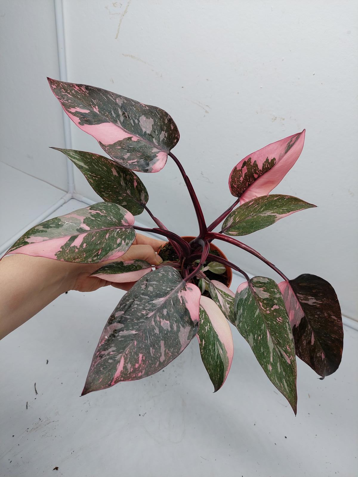 Philodendron Pink Princess Marble Galaxy