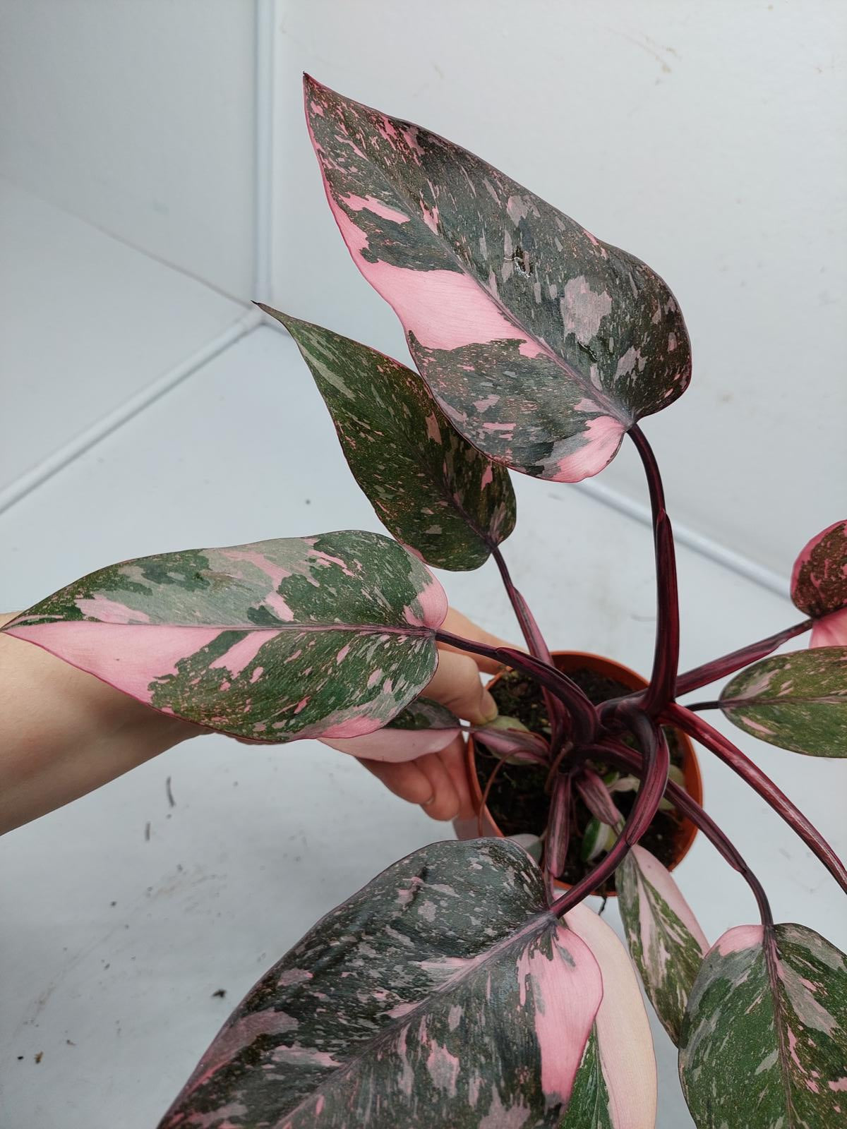 Philodendron Pink Princess Marble Galaxy