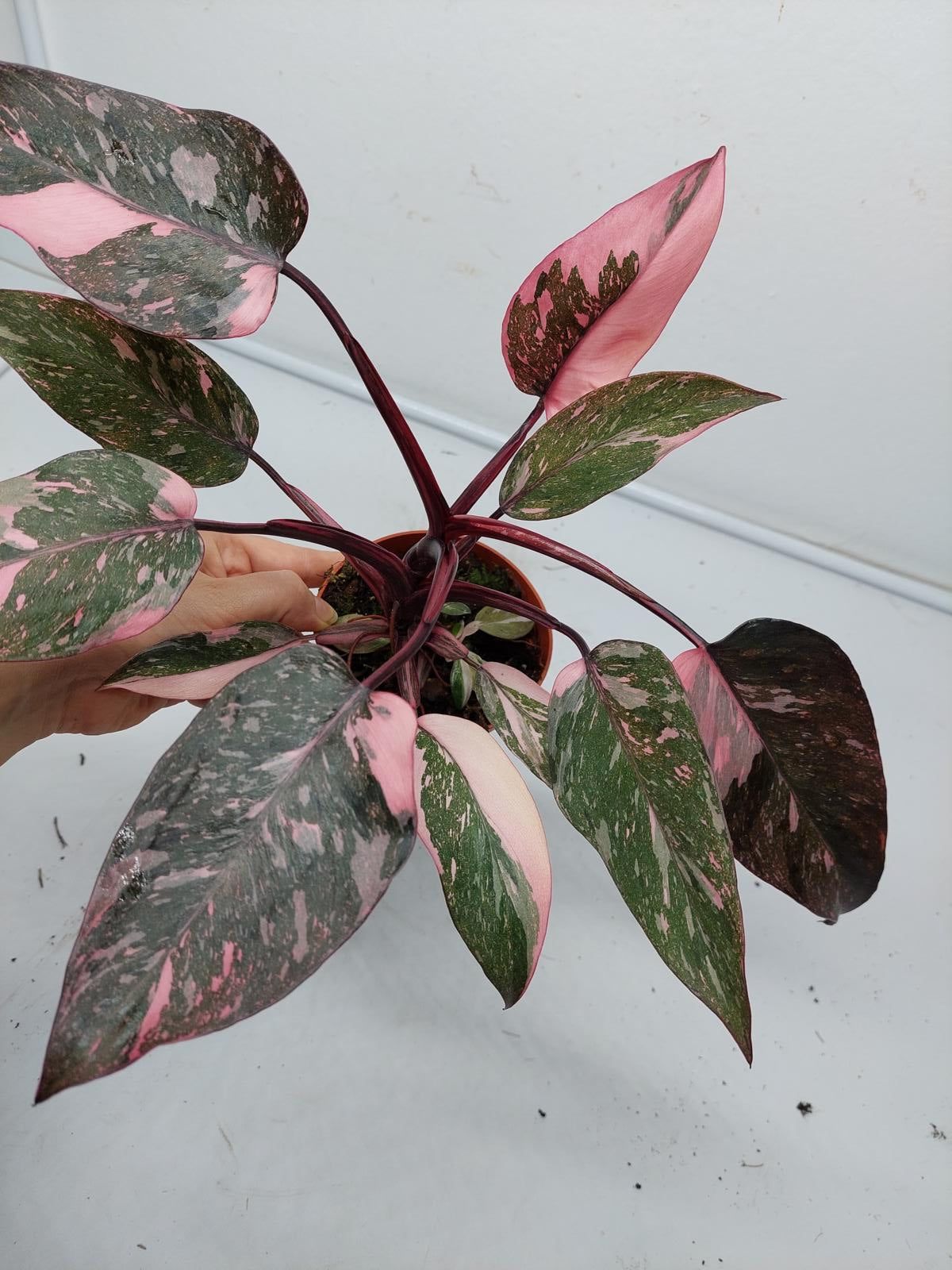 Philodendron Pink Princess Marble Galaxy