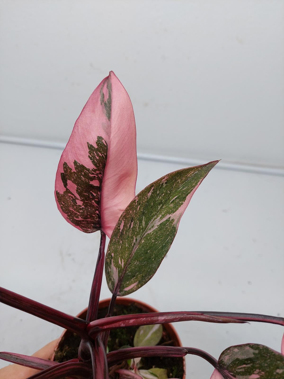 Philodendron Pink Princess Marble Galaxy