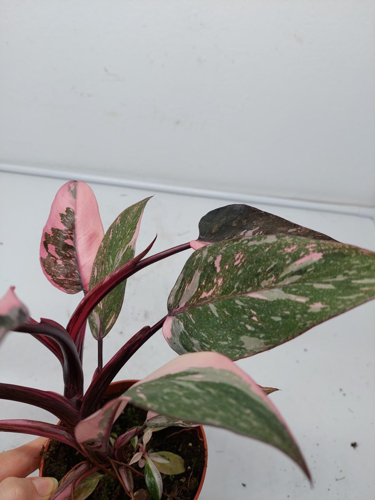 Philodendron Pink Princess Marble Galaxy