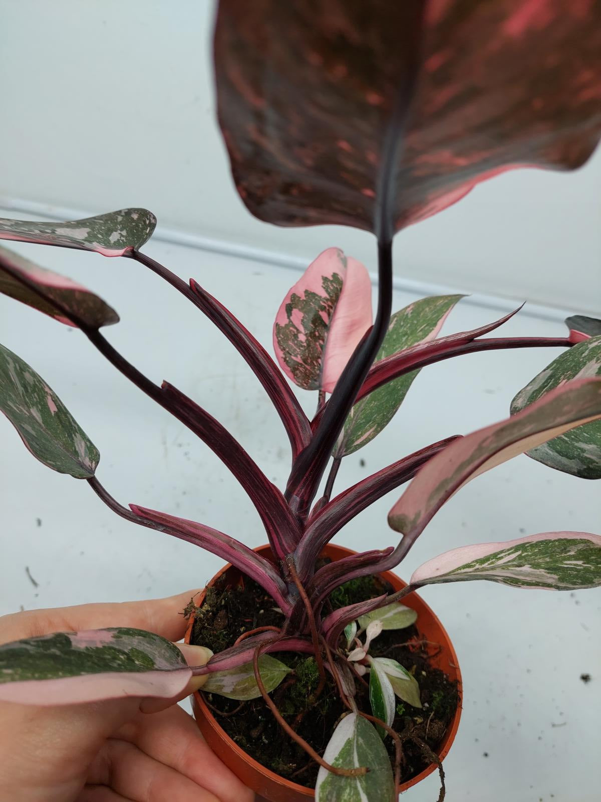 Philodendron Pink Princess Marble Galaxy