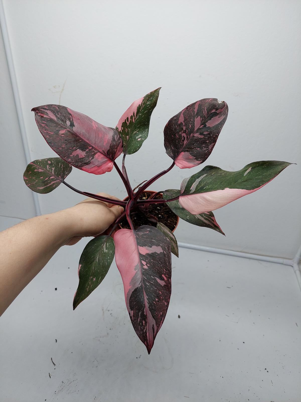 Philodendron Pink Princess Marble Galaxy