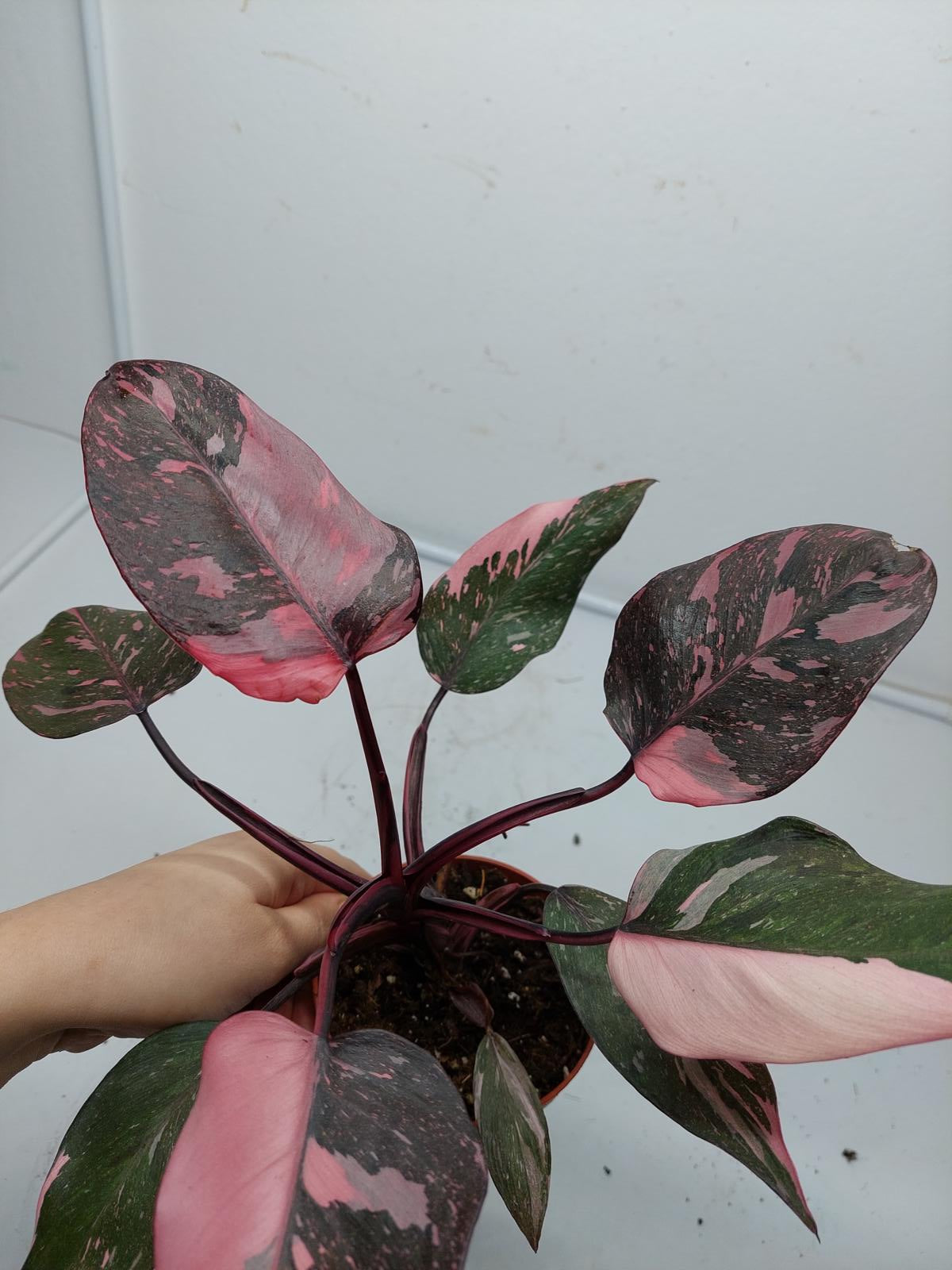 Philodendron Pink Princess Marble Galaxy