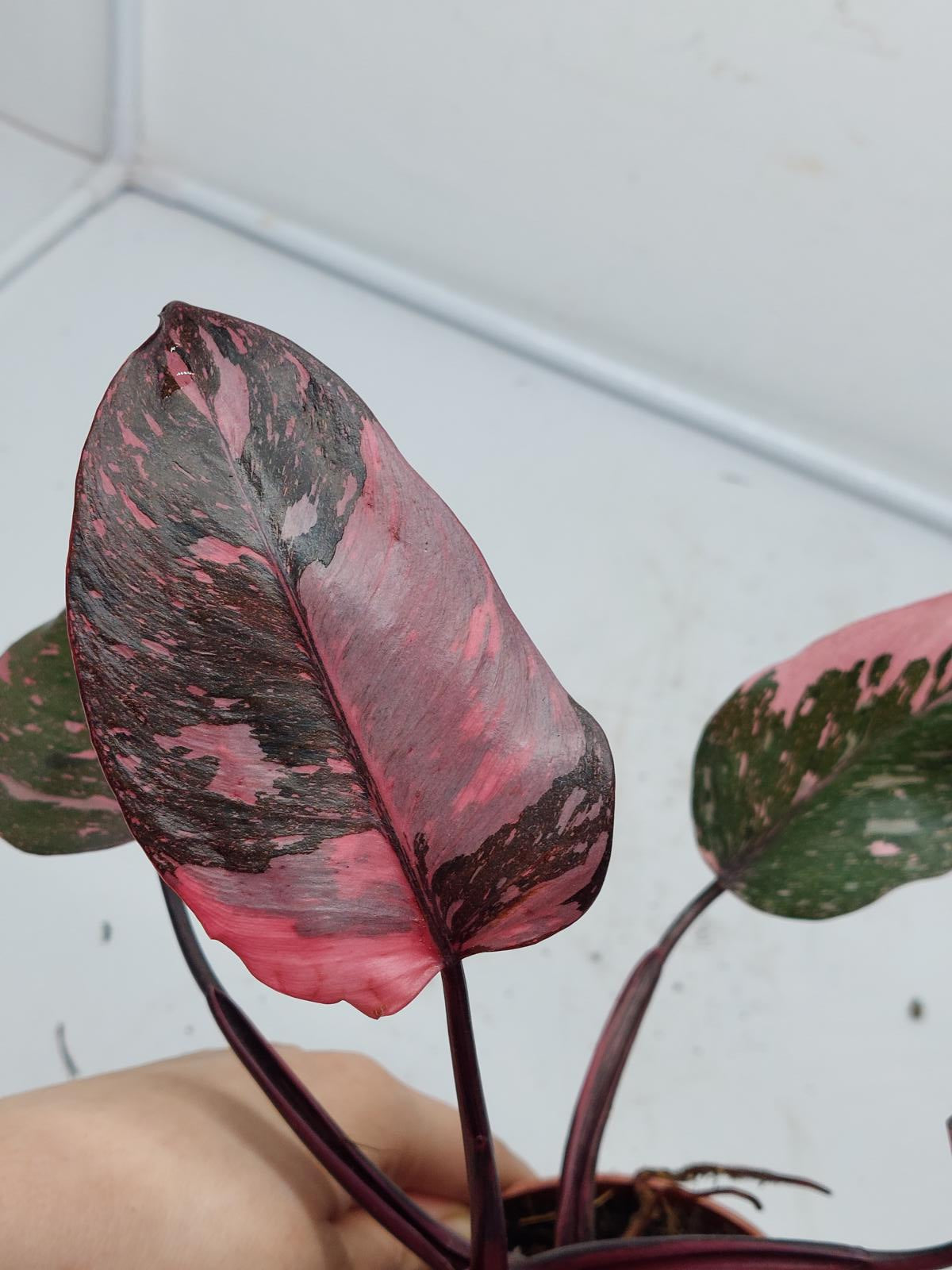 Philodendron Pink Princess Marble Galaxy