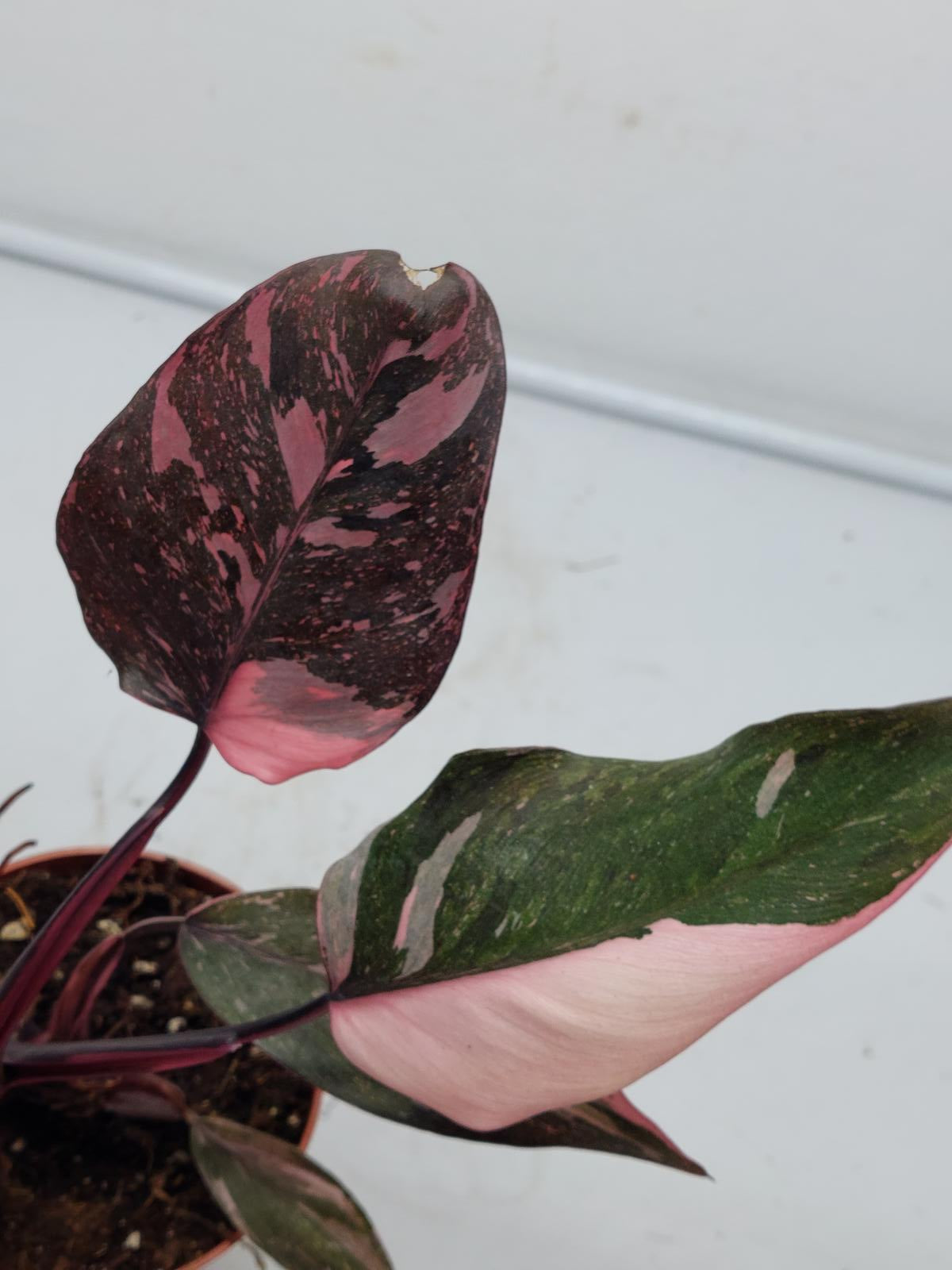 Philodendron Pink Princess Marble Galaxy