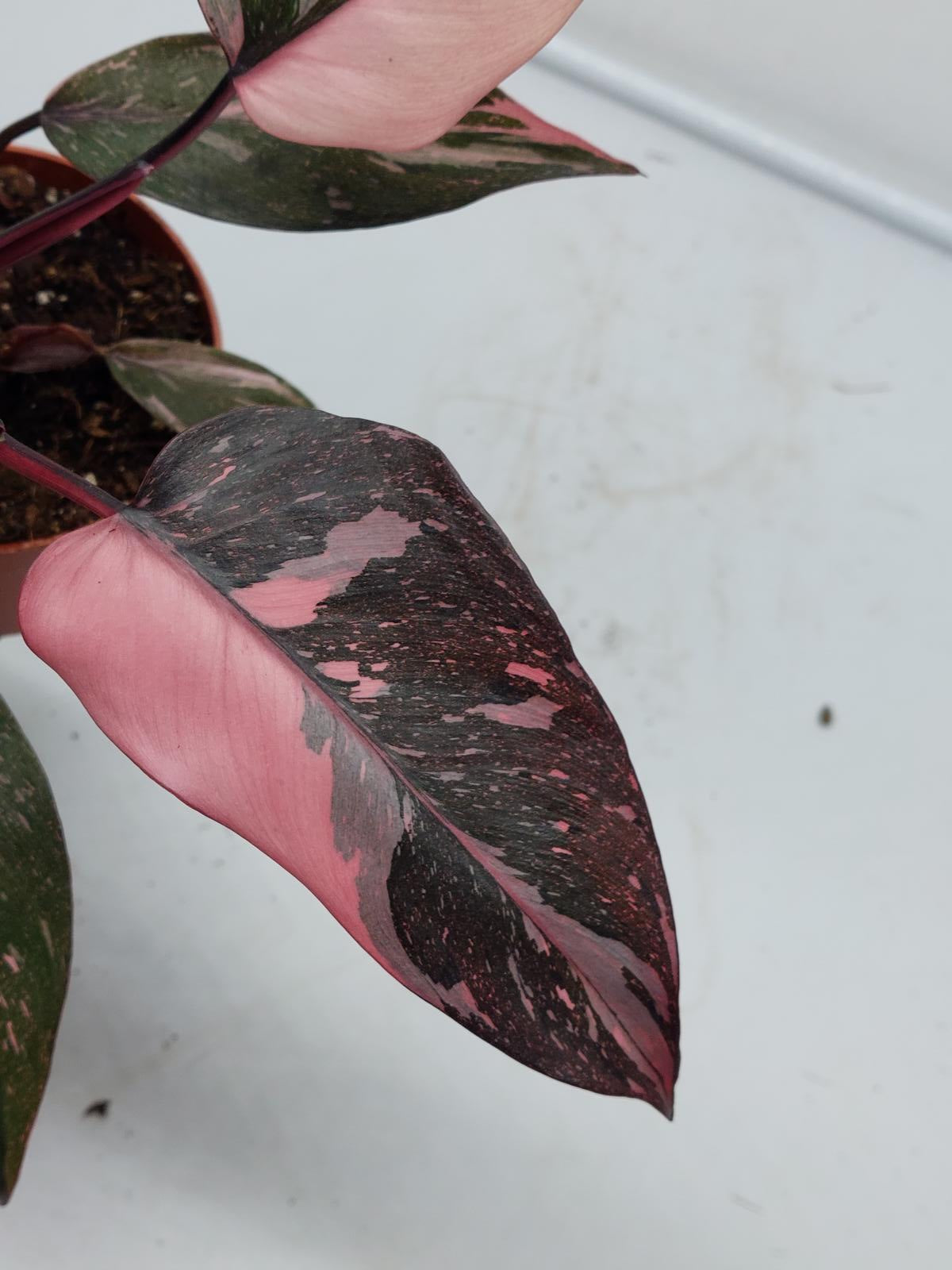 Philodendron Pink Princess Marble Galaxy