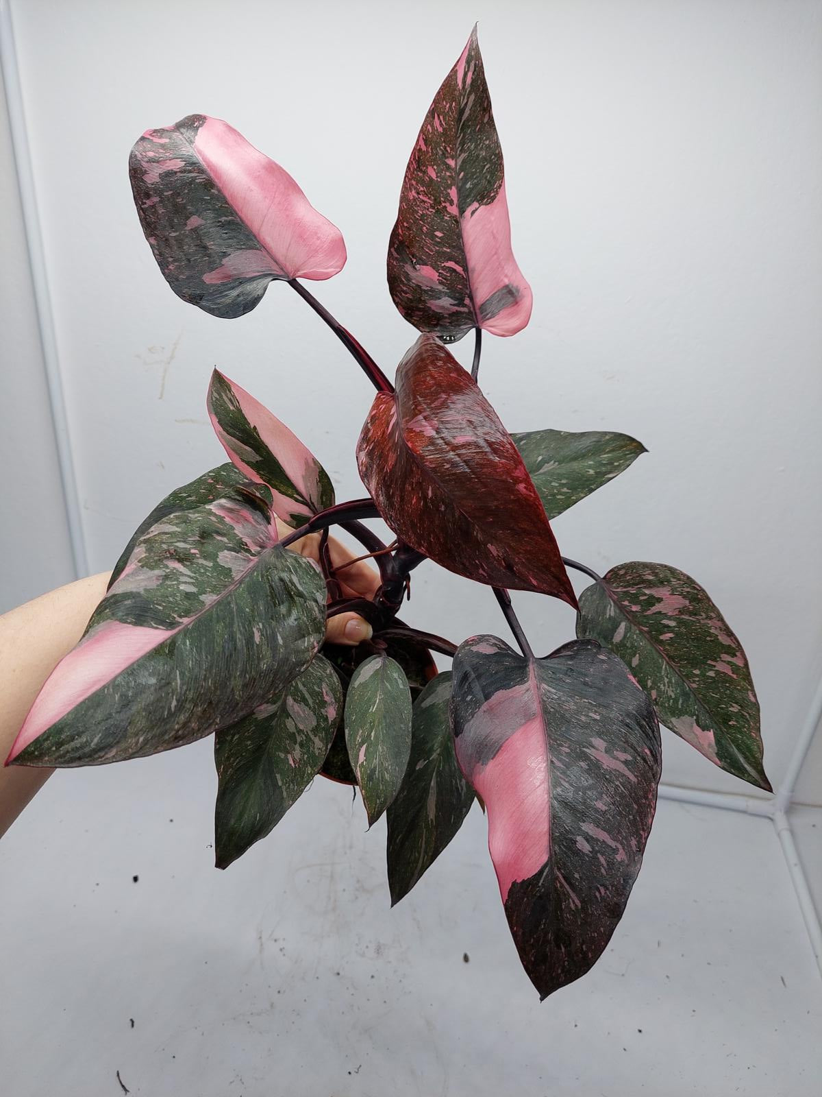 Philodendron Pink Princess Marble Galaxy