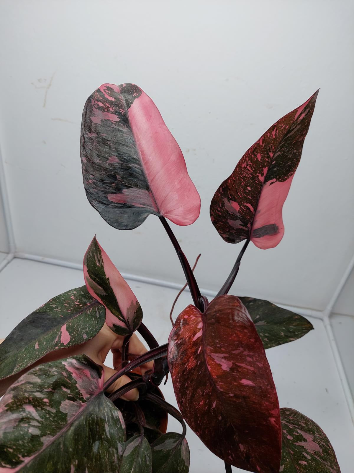 Philodendron Pink Princess Marble Galaxy