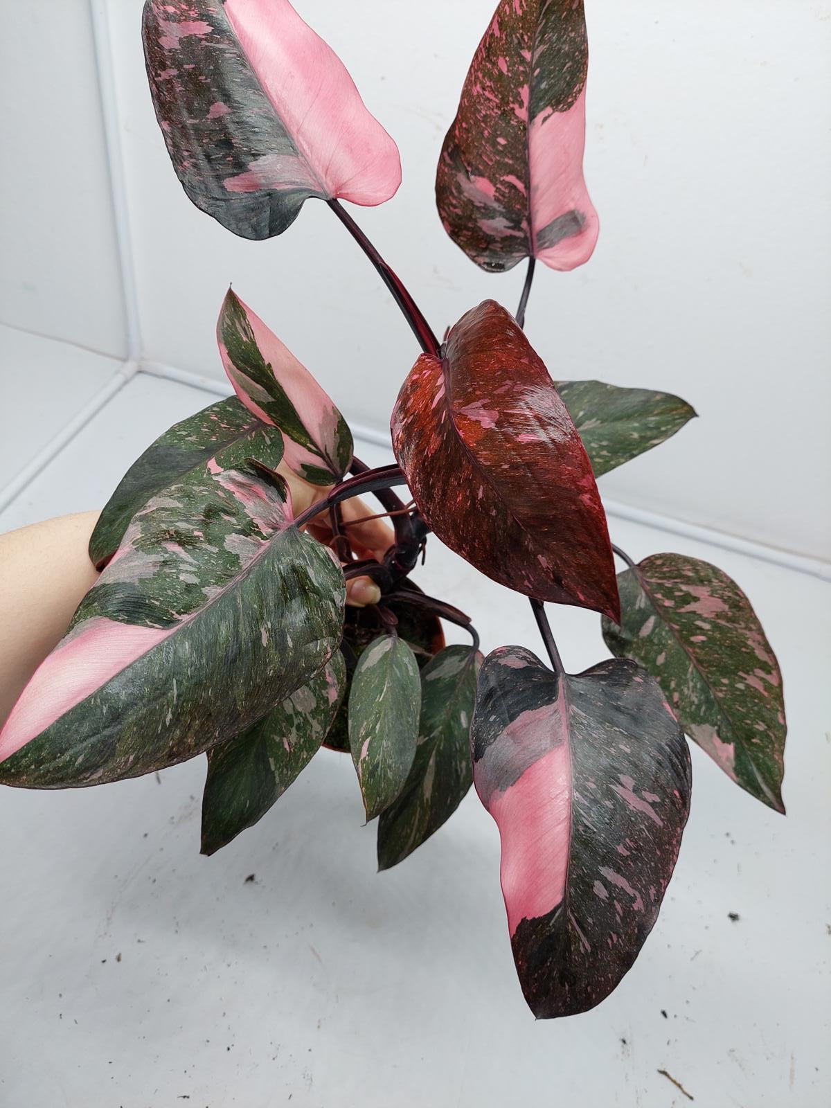 Philodendron Pink Princess Marble Galaxy