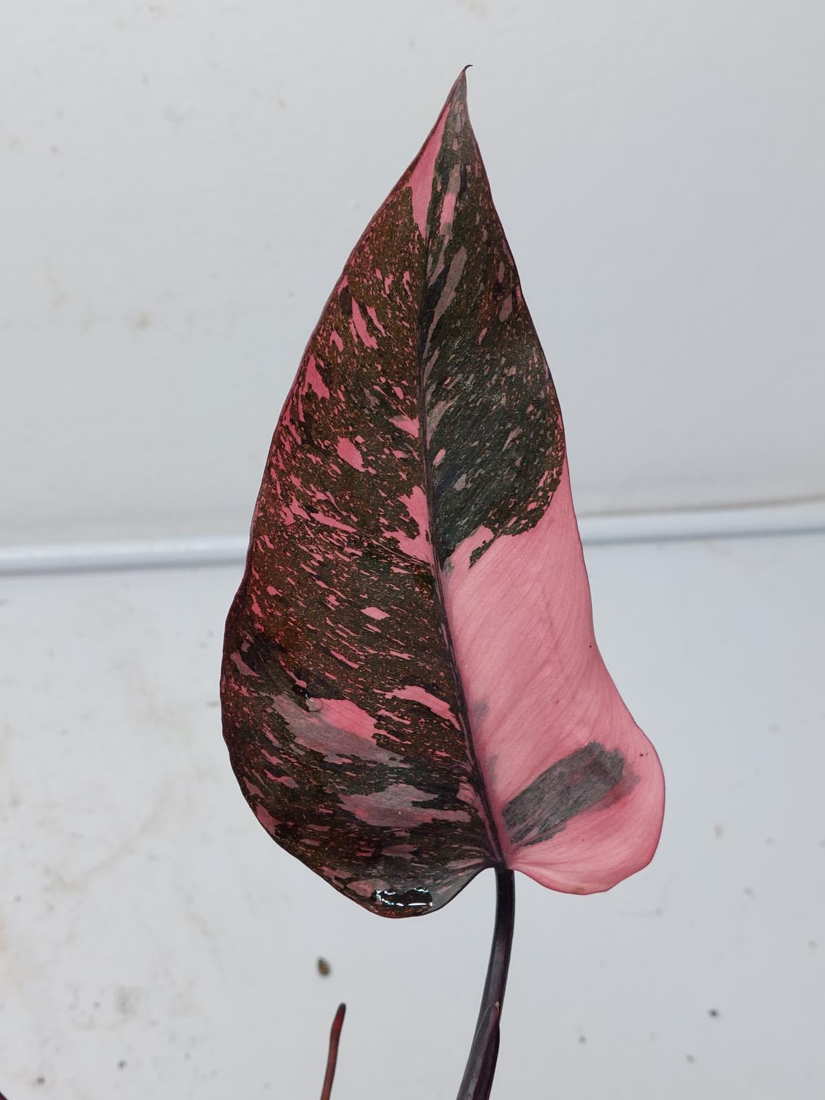 Philodendron Pink Princess Marble Galaxy