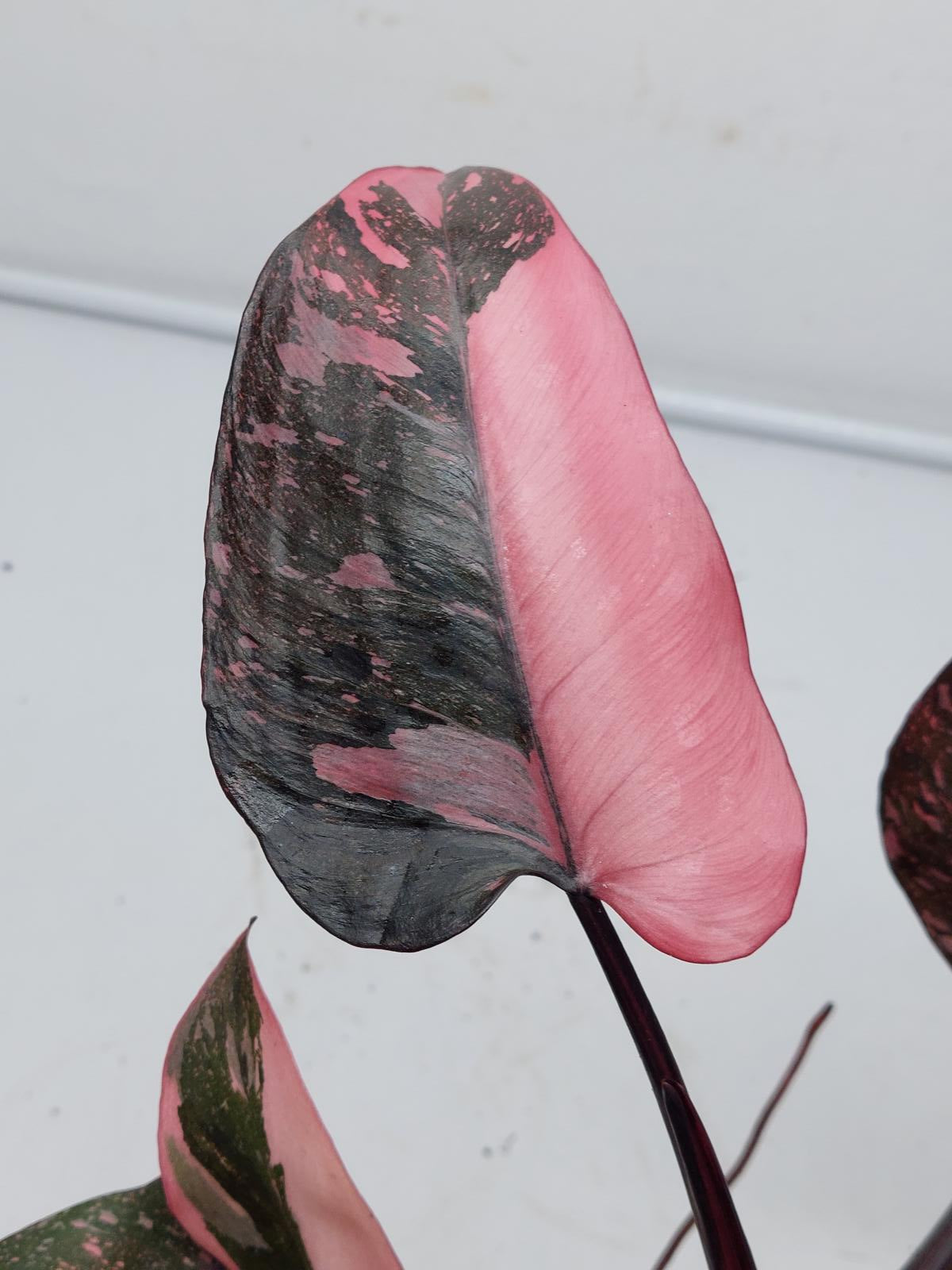 Philodendron Pink Princess Marble Galaxy