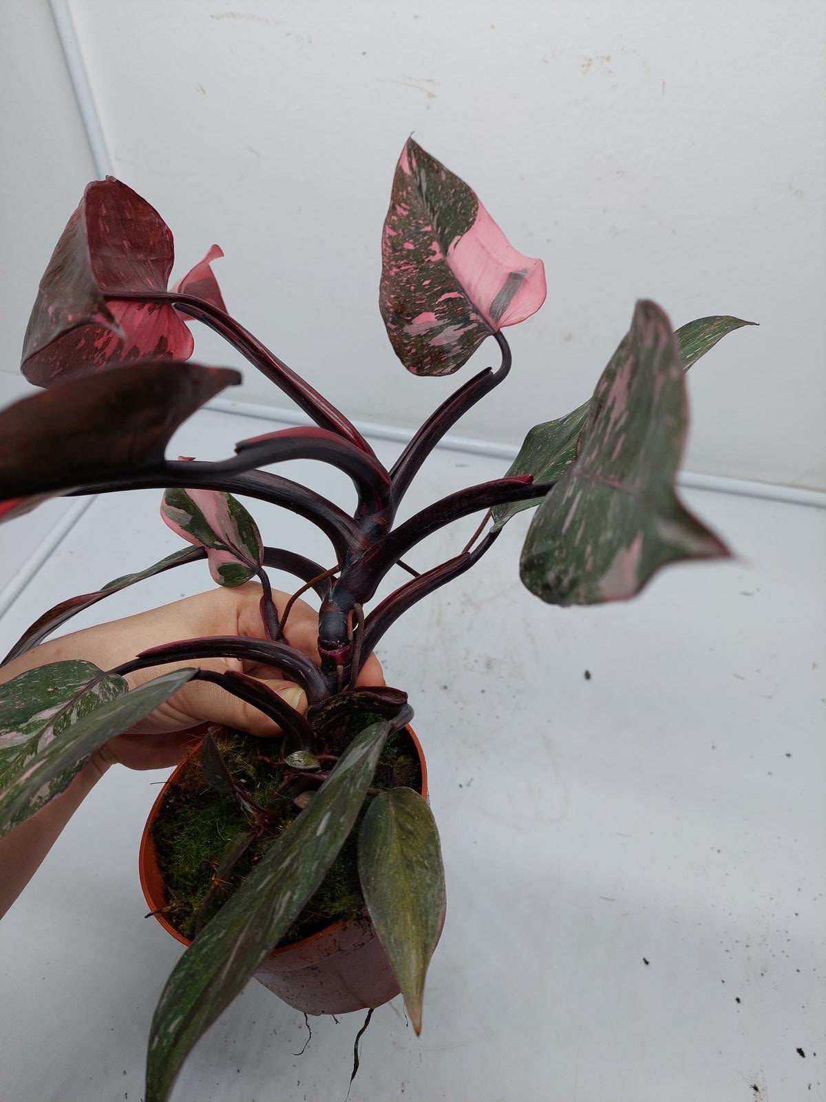 Philodendron Pink Princess Marble Galaxy