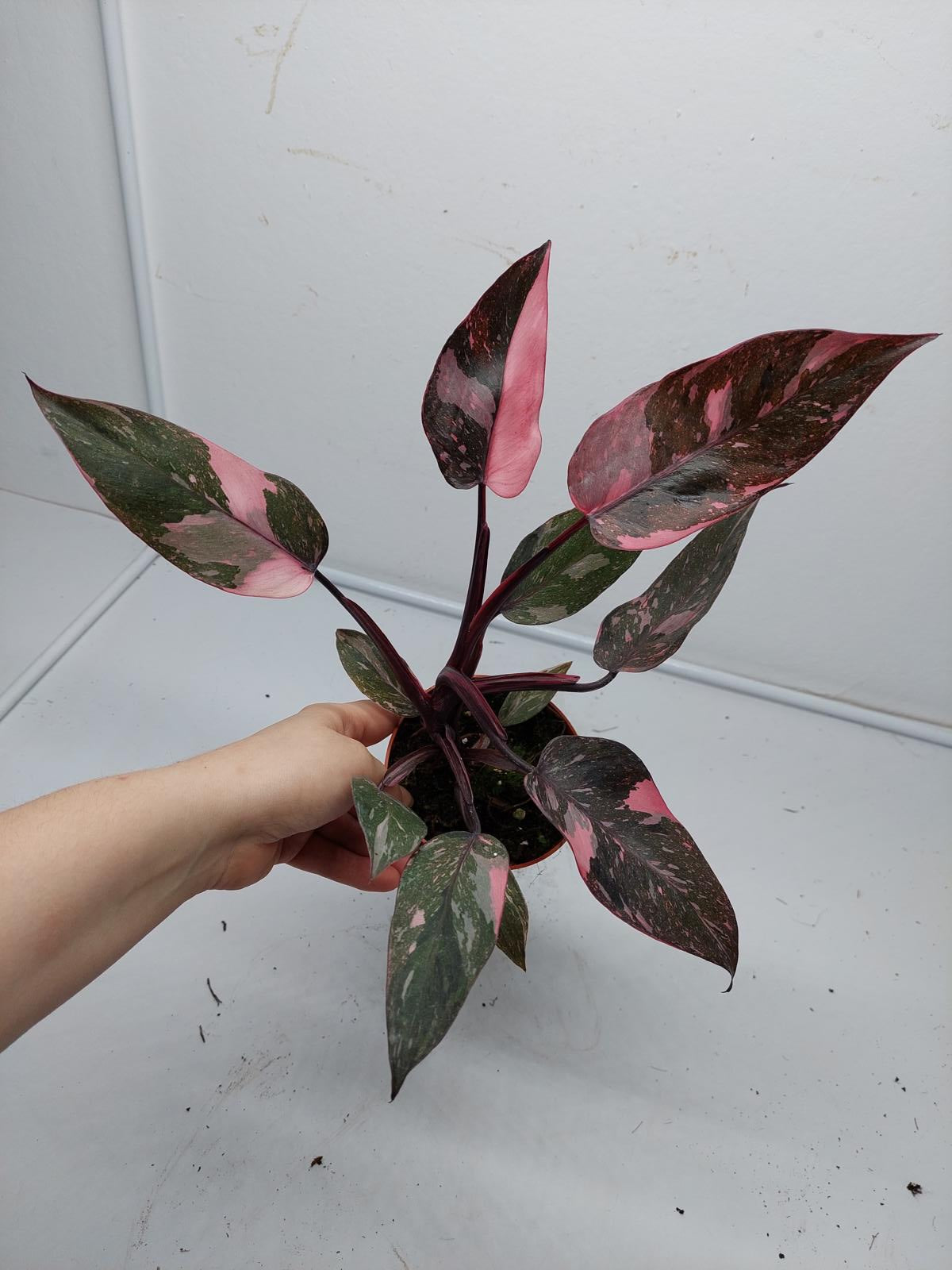 Philodendron Pink Princess Marble Galaxy