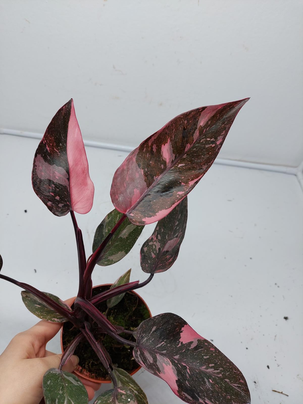 Philodendron Pink Princess Marble Galaxy