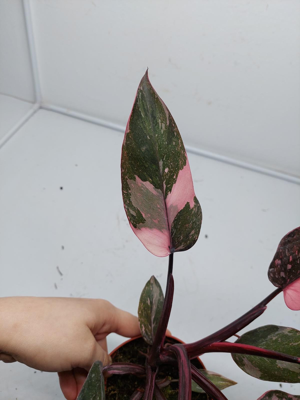 Philodendron Pink Princess Marble Galaxy