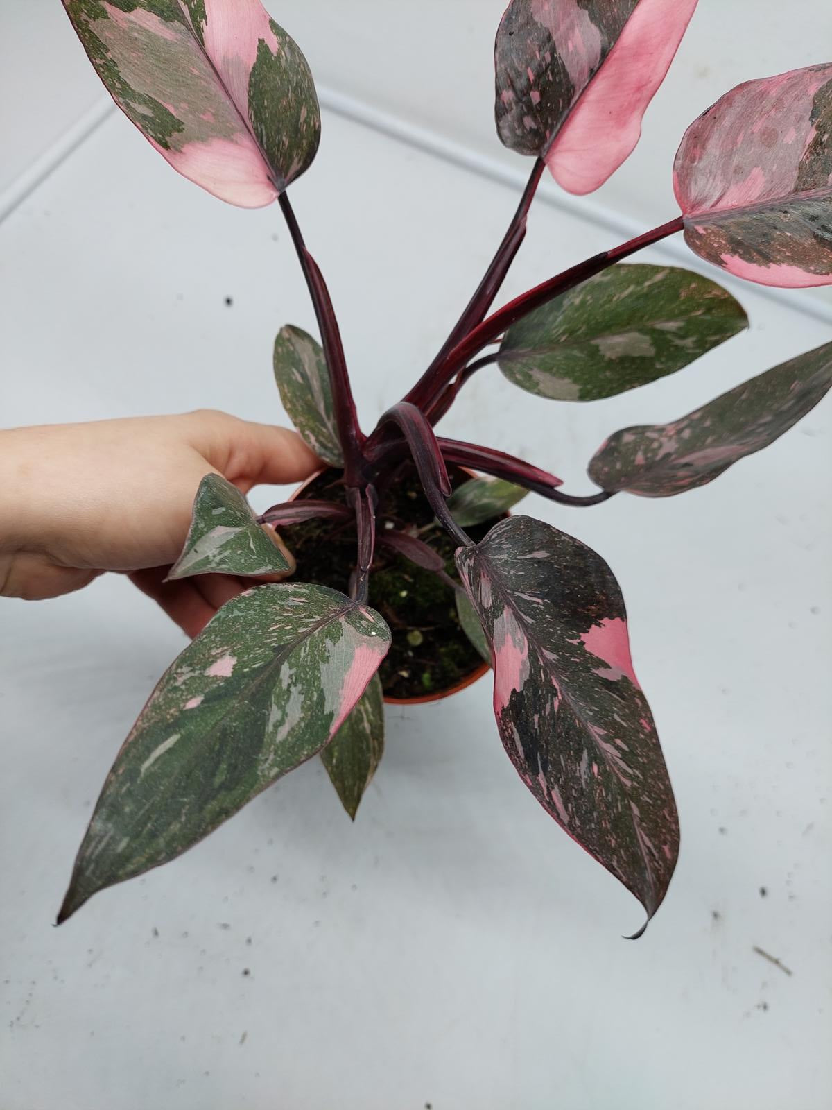 Philodendron Pink Princess Marble Galaxy