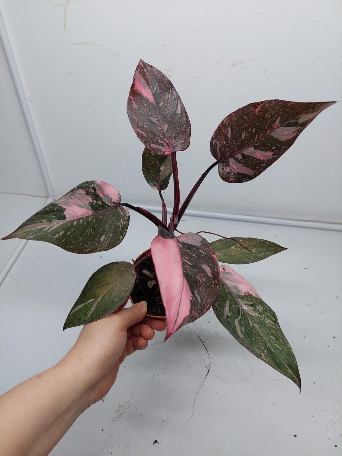 Philodendron Pink Princess Marble Galaxy