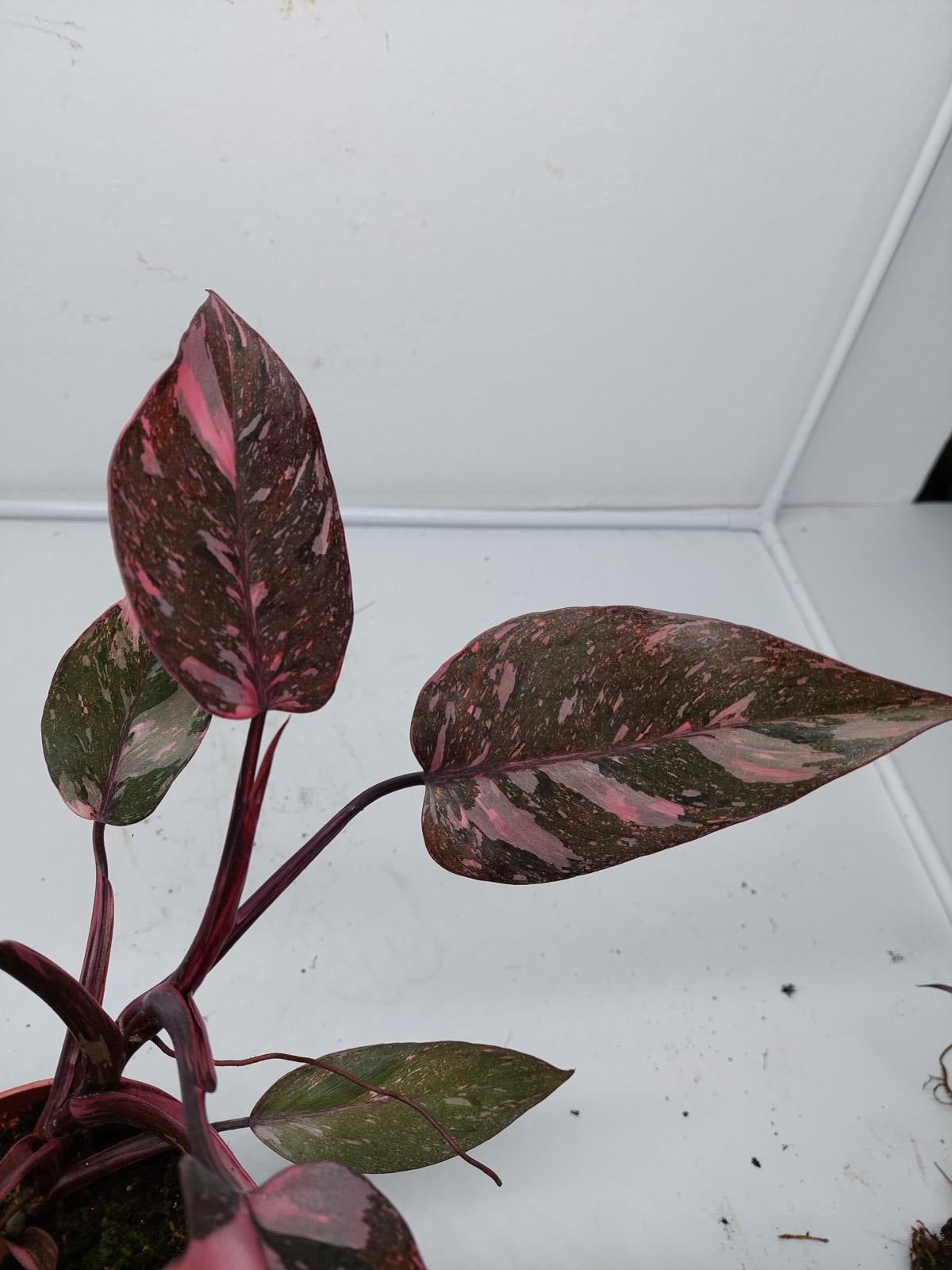 Philodendron Pink Princess Marble Galaxy