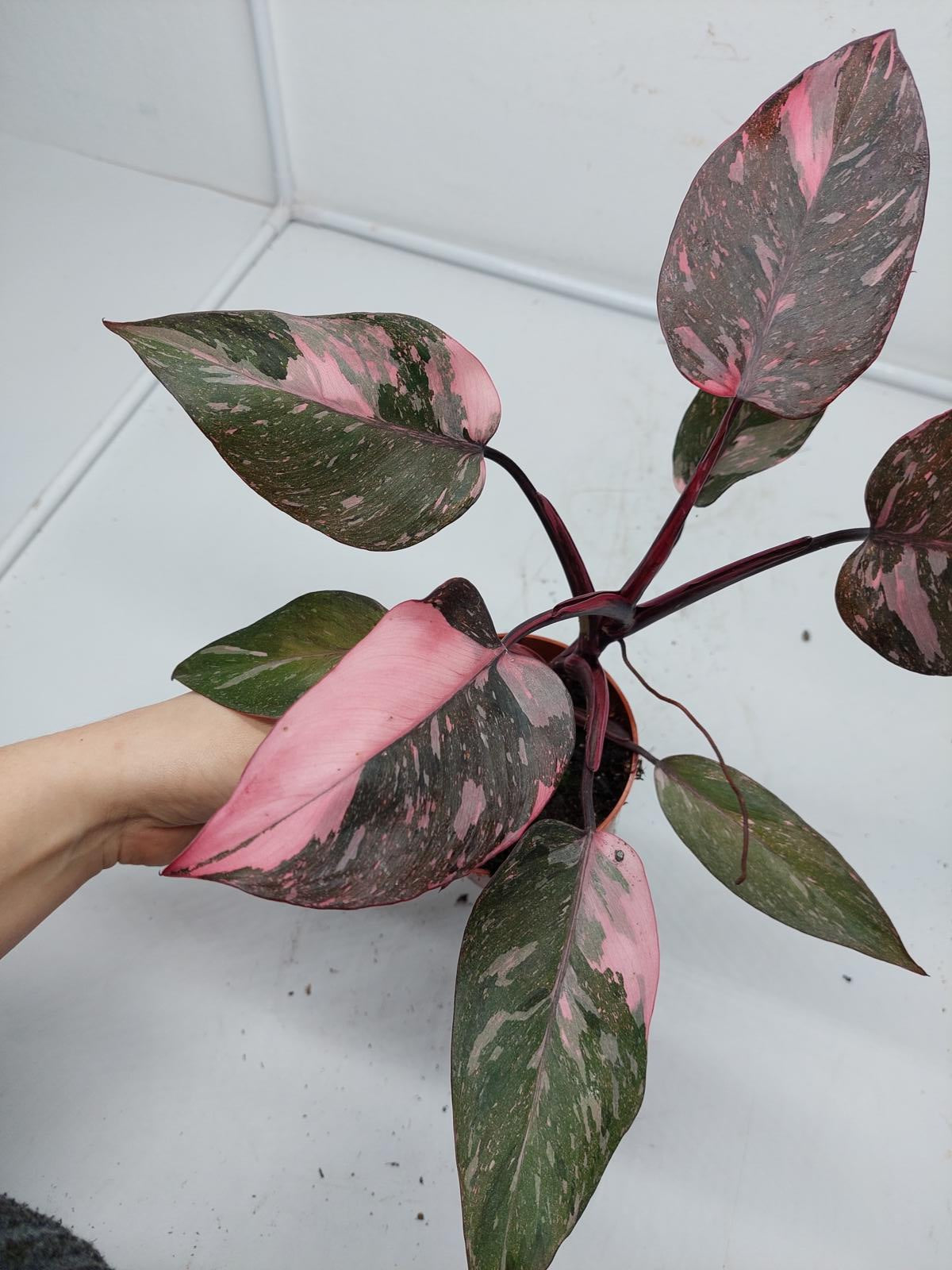 Philodendron Pink Princess Marble Galaxy