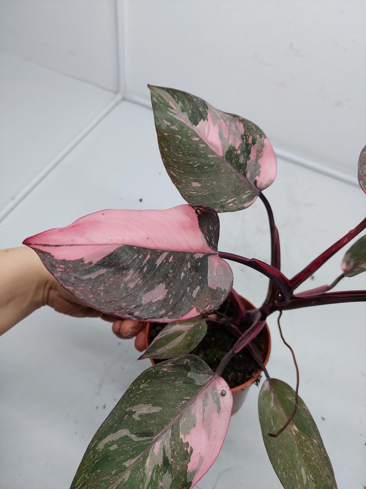 Philodendron Pink Princess Marble Galaxy