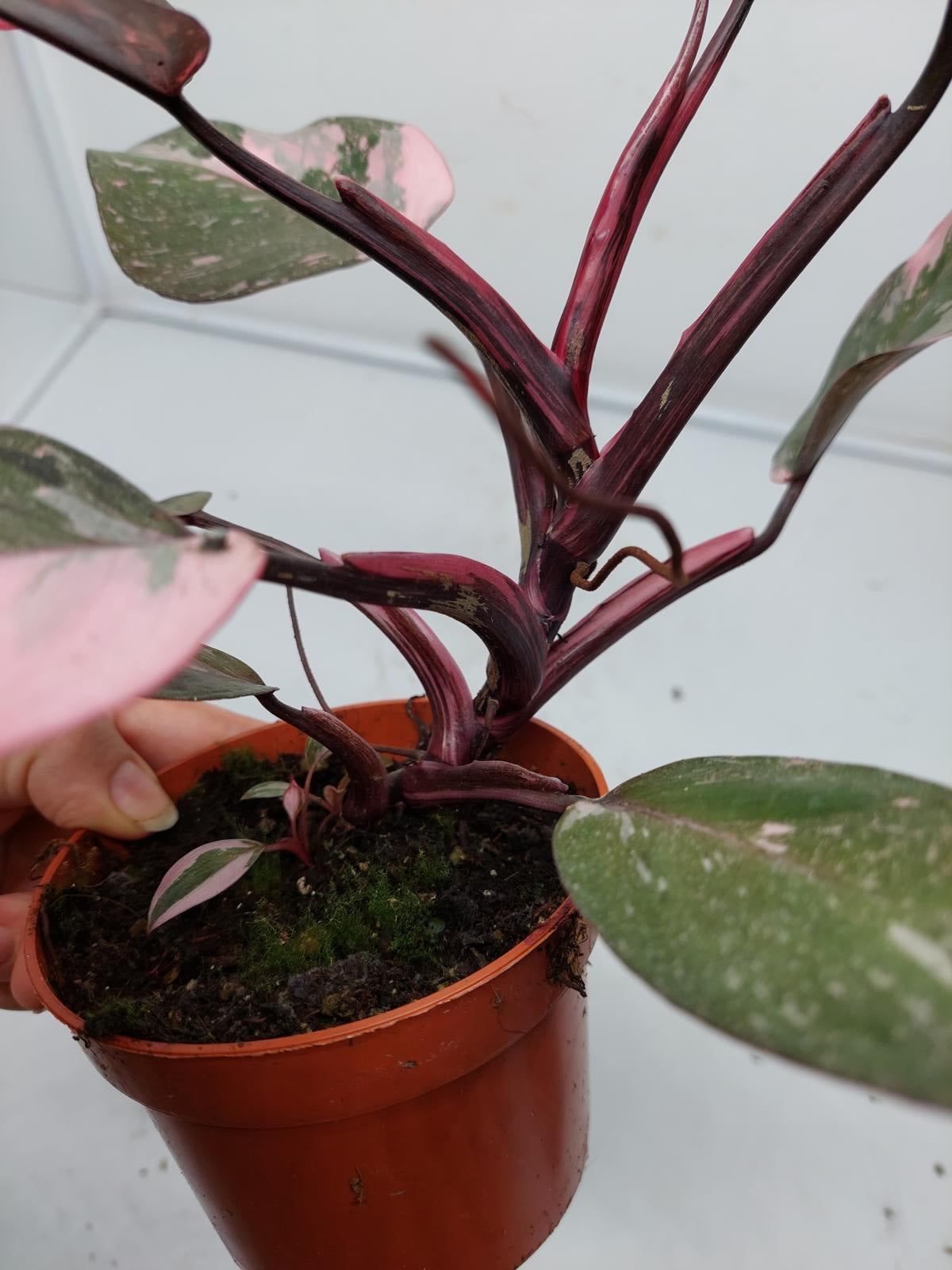 Philodendron Pink Princess Marble Galaxy