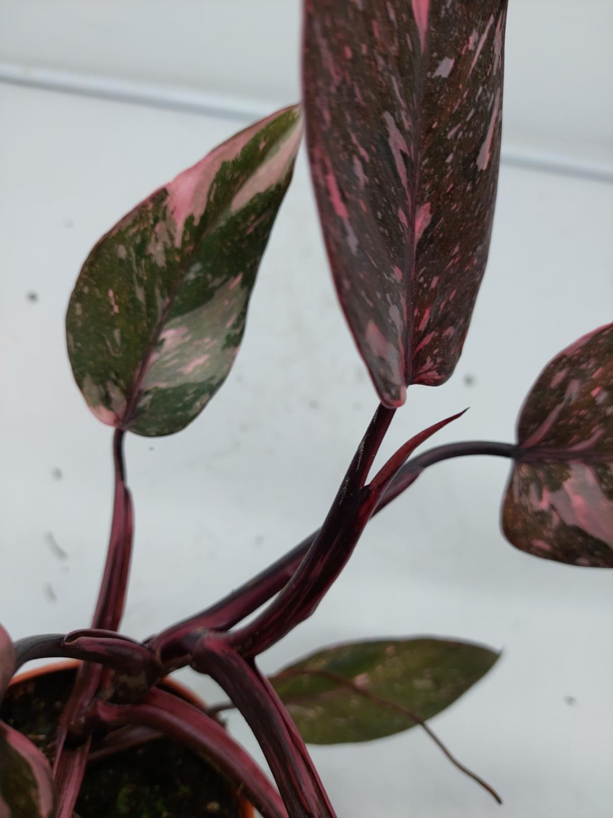 Philodendron Pink Princess Marble Galaxy