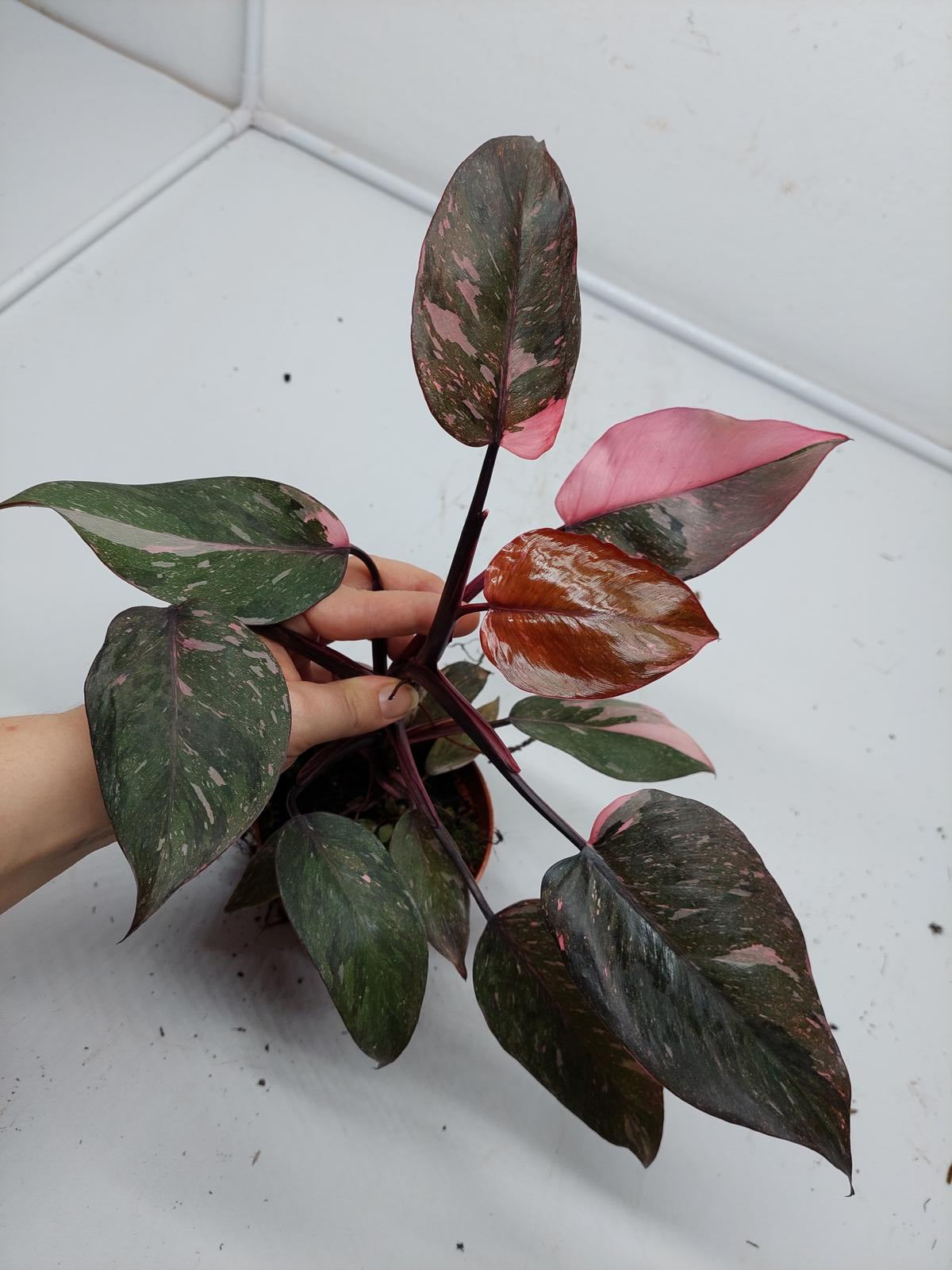 Philodendron Pink Princess Marble Galaxy