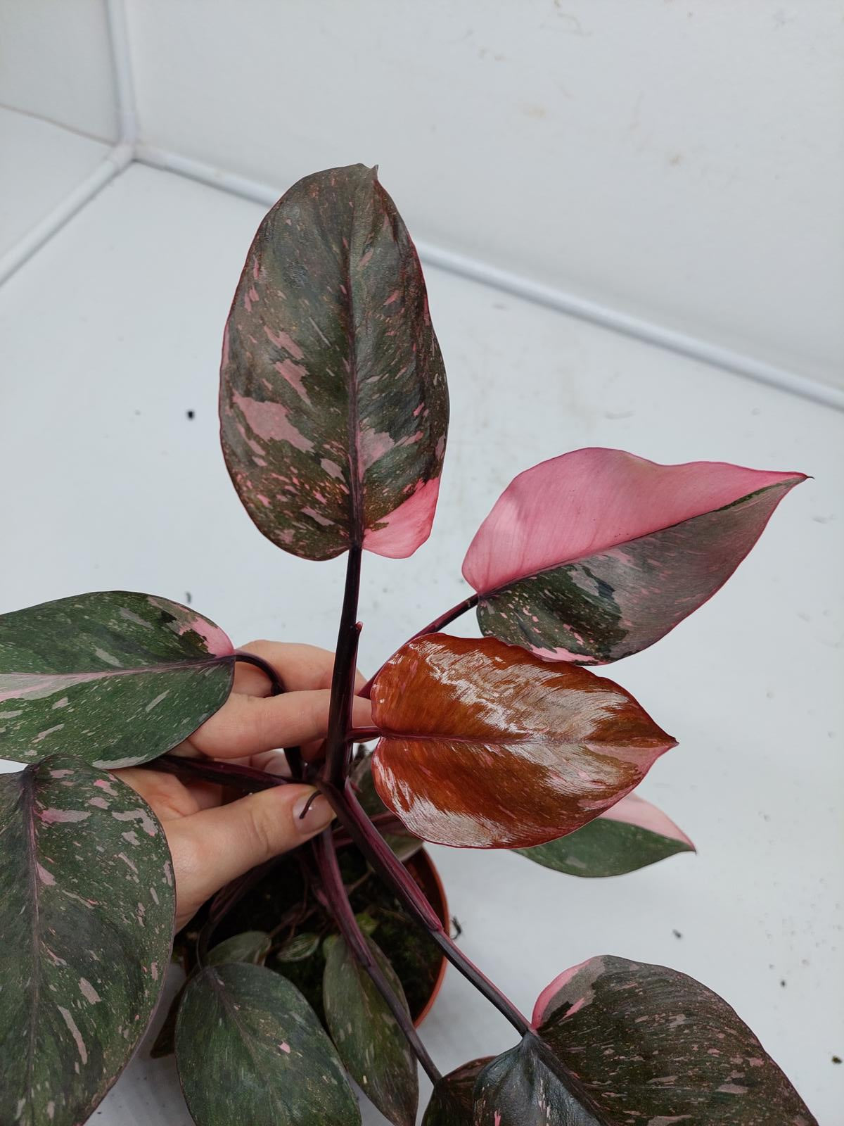 Philodendron Pink Princess Marble Galaxy