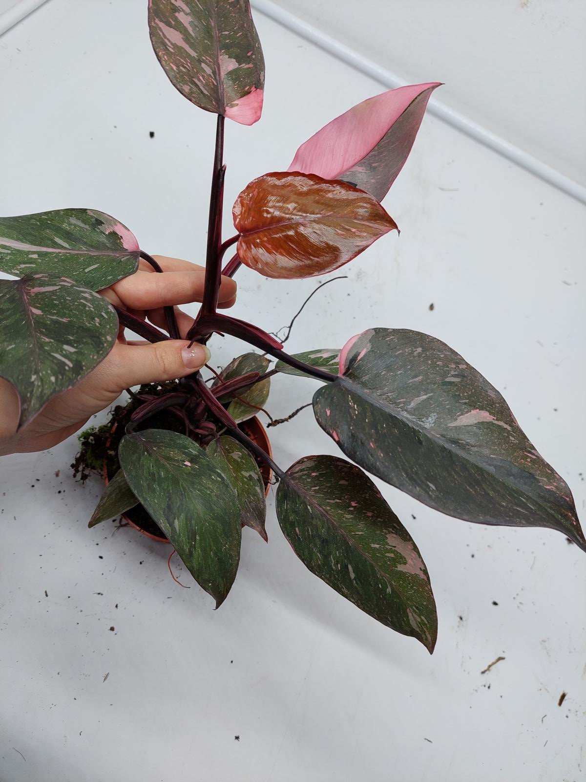 Philodendron Pink Princess Marble Galaxy