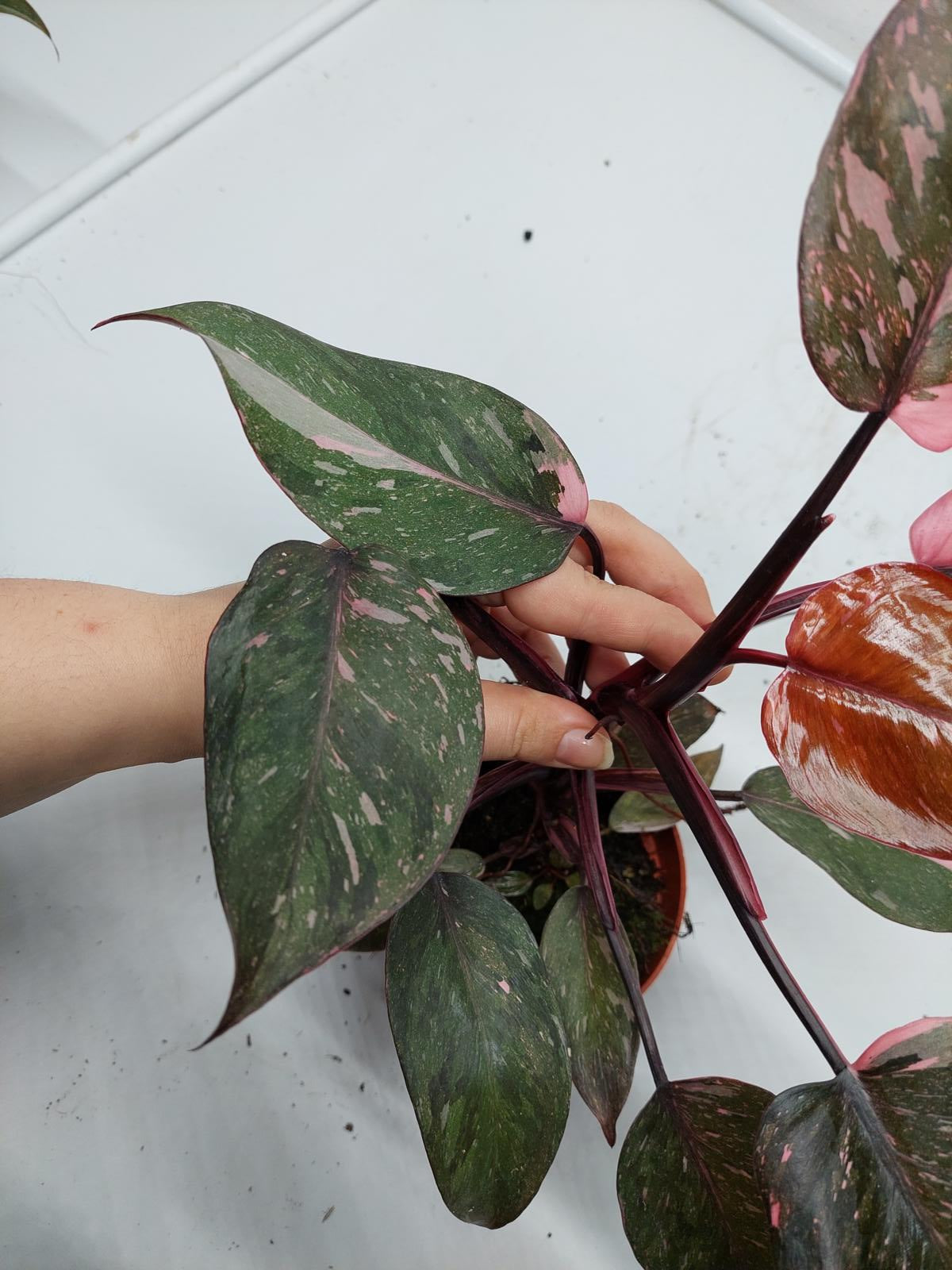 Philodendron Pink Princess Marble Galaxy