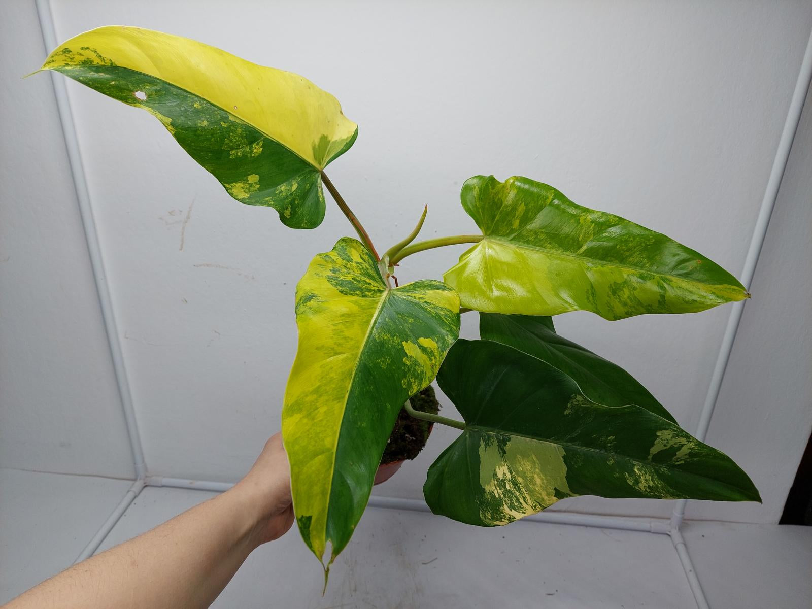 Philodendron Domesticum Variegata