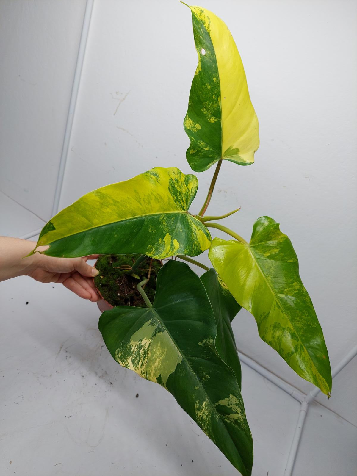 Philodendron Domesticum Variegata