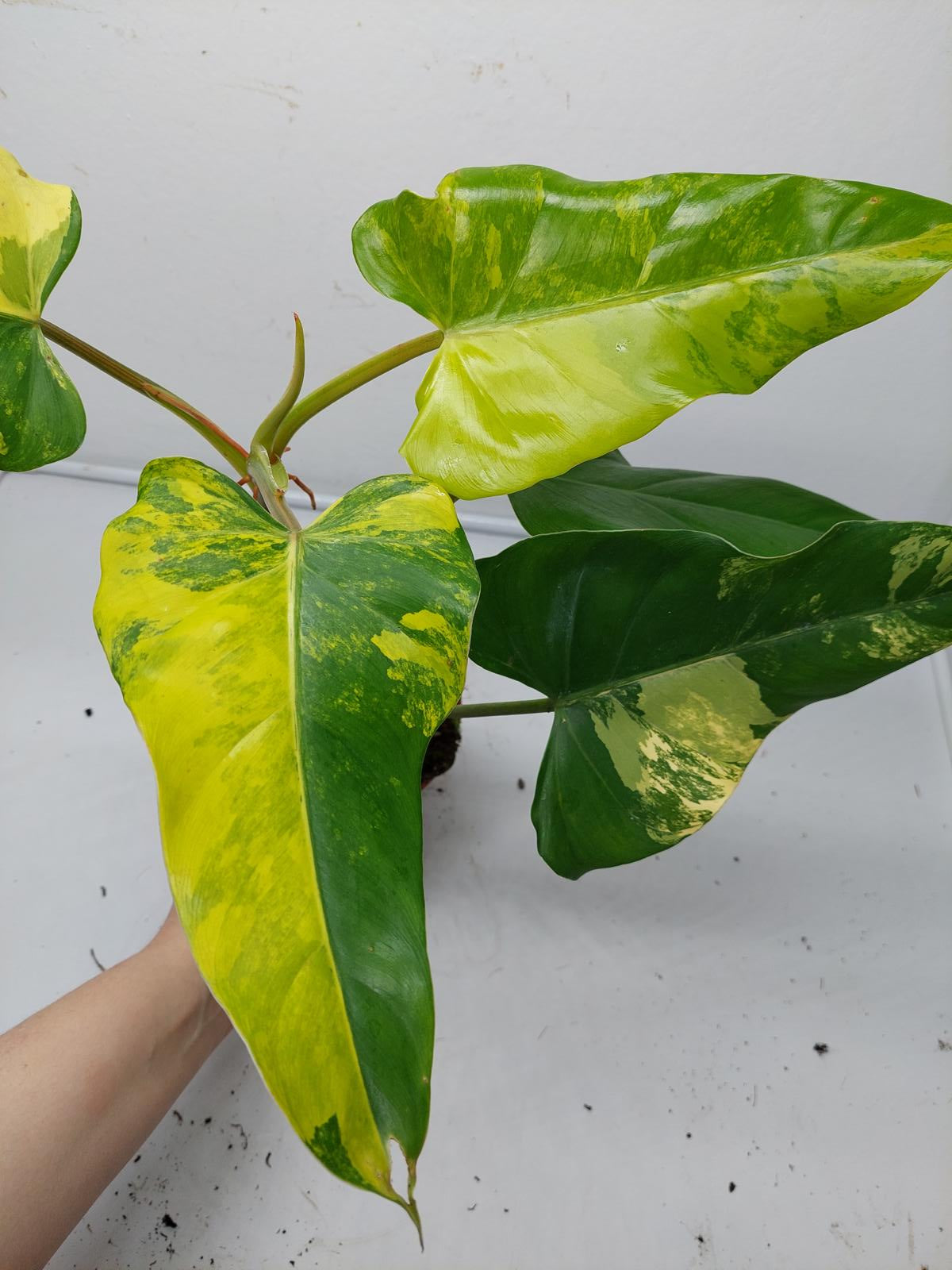 Philodendron Domesticum Variegata