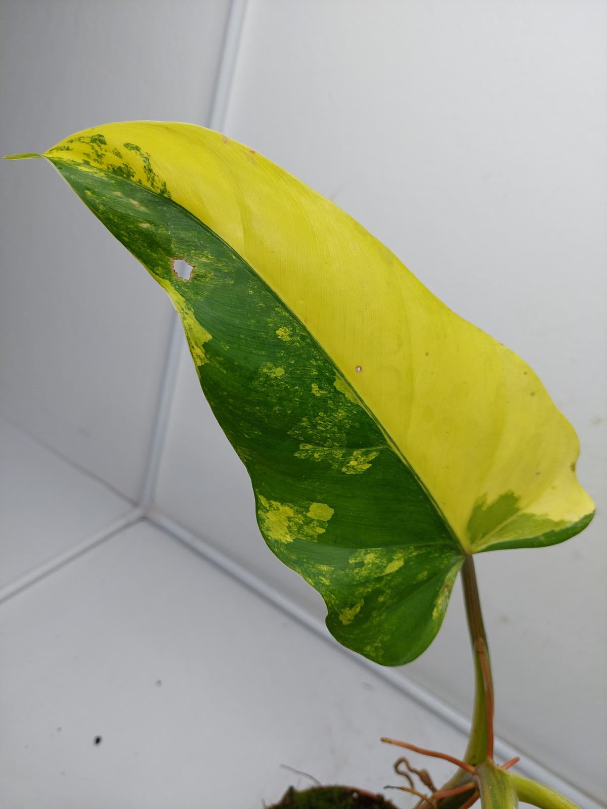 Philodendron Domesticum Variegata