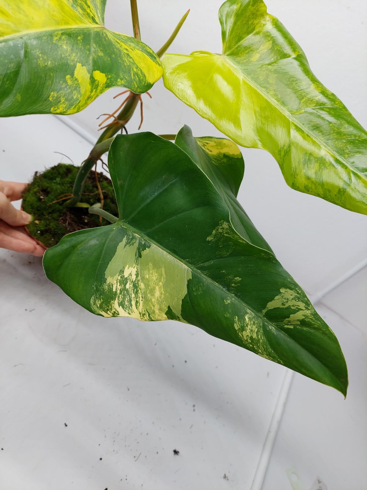 Philodendron Domesticum Variegata