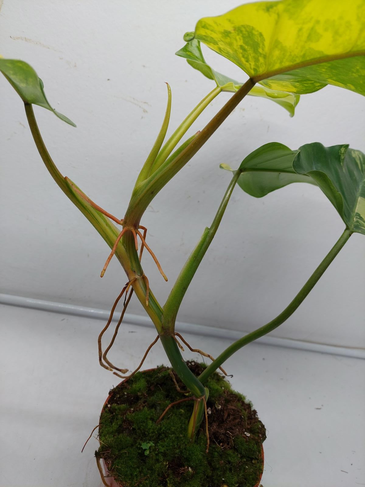 Philodendron Domesticum Variegata