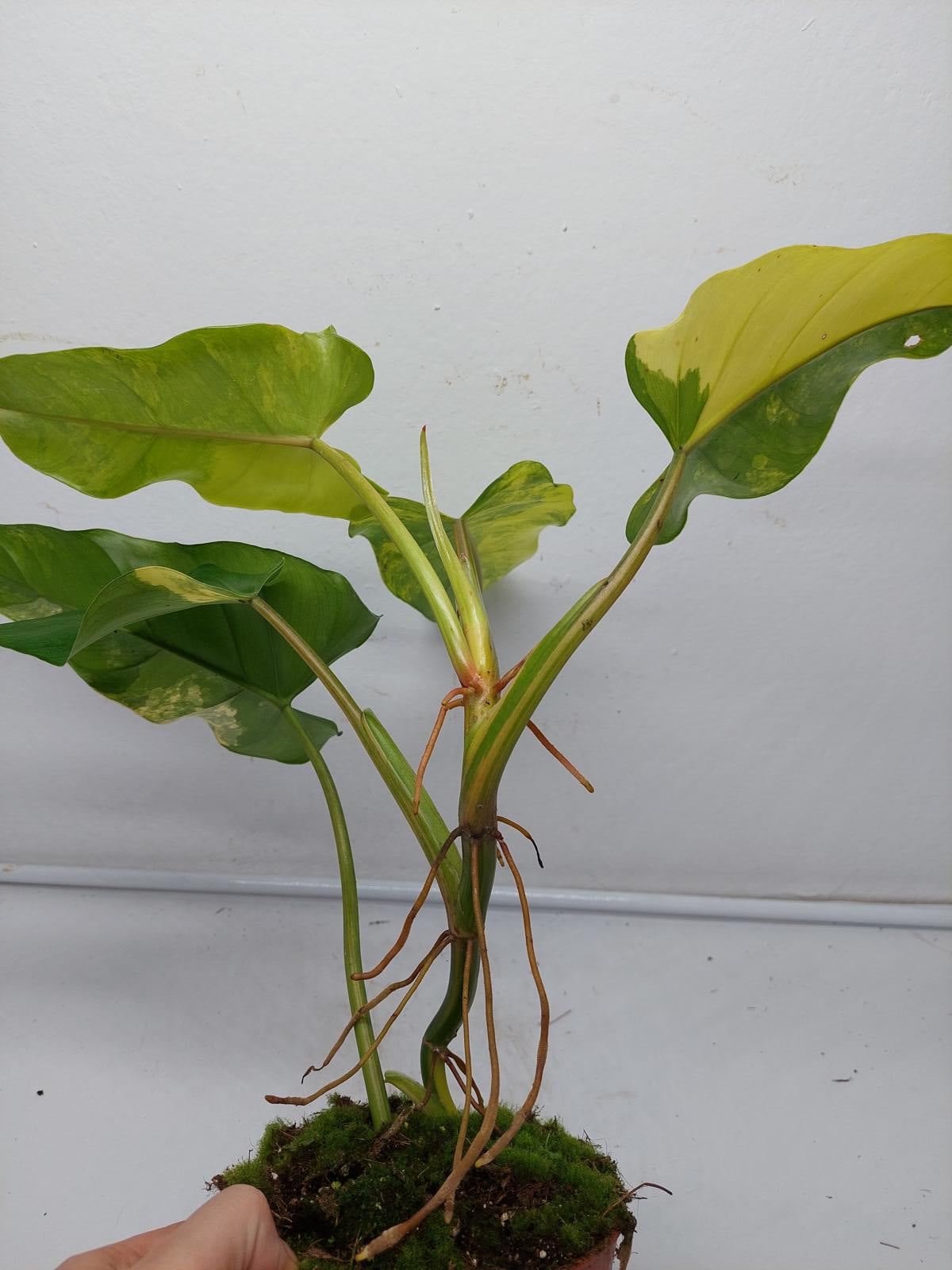 Philodendron Domesticum Variegata