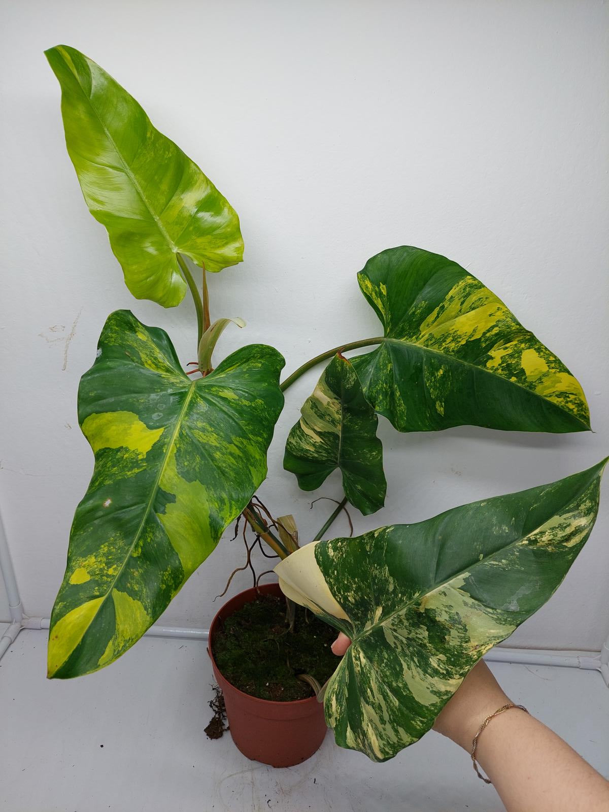 Philodendron Domesticum Variegata