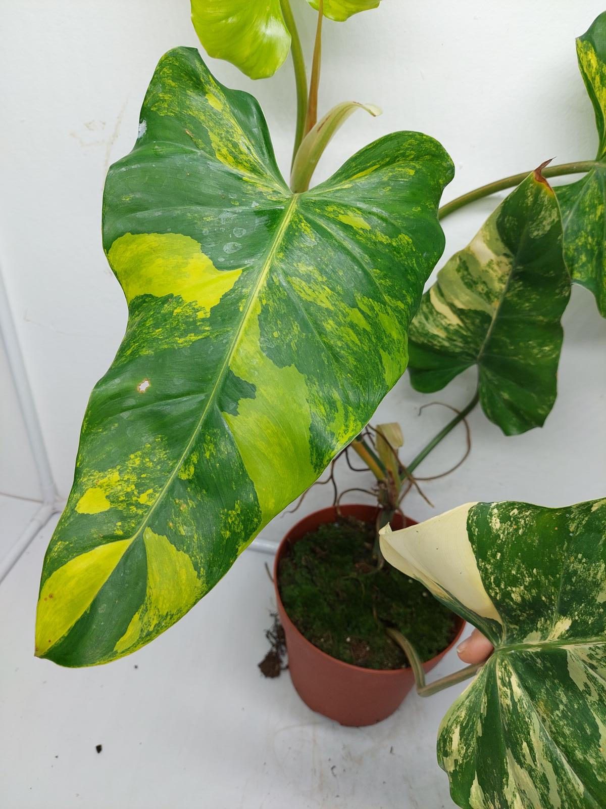 Philodendron Domesticum Variegata