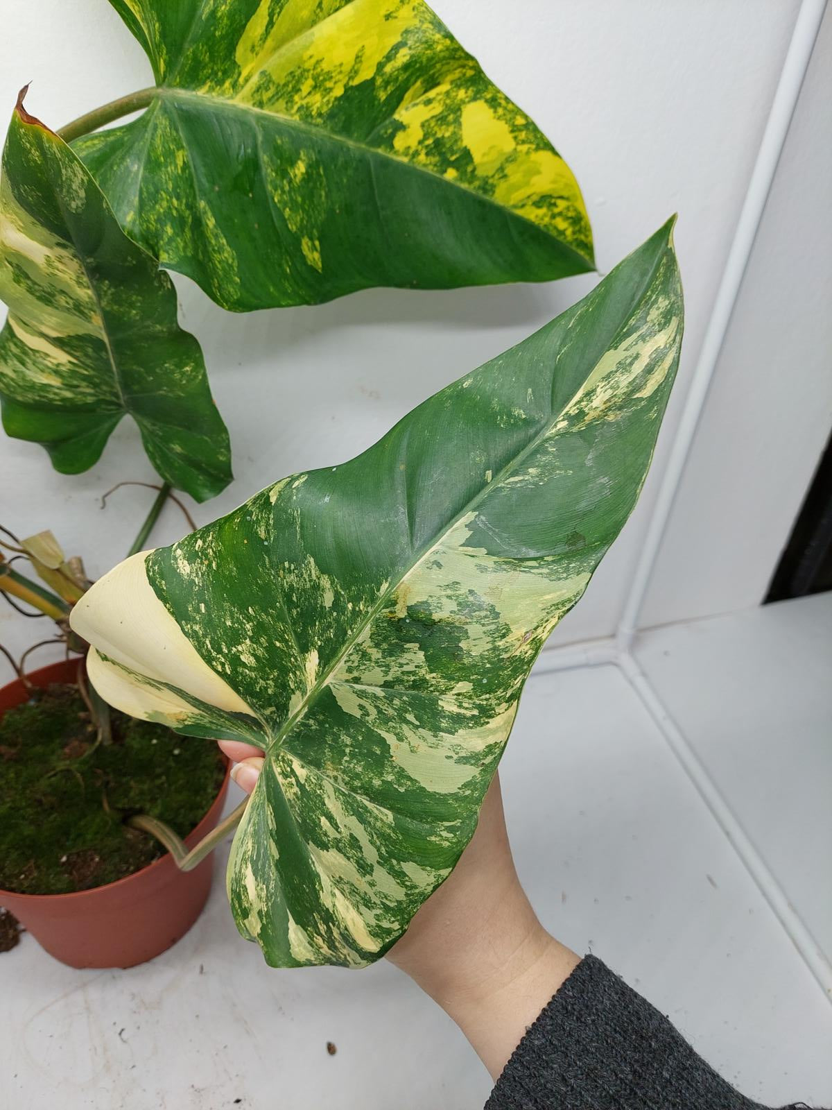 Philodendron Domesticum Variegata