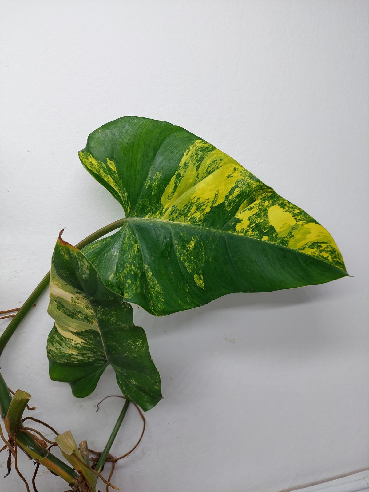 Philodendron Domesticum Variegata