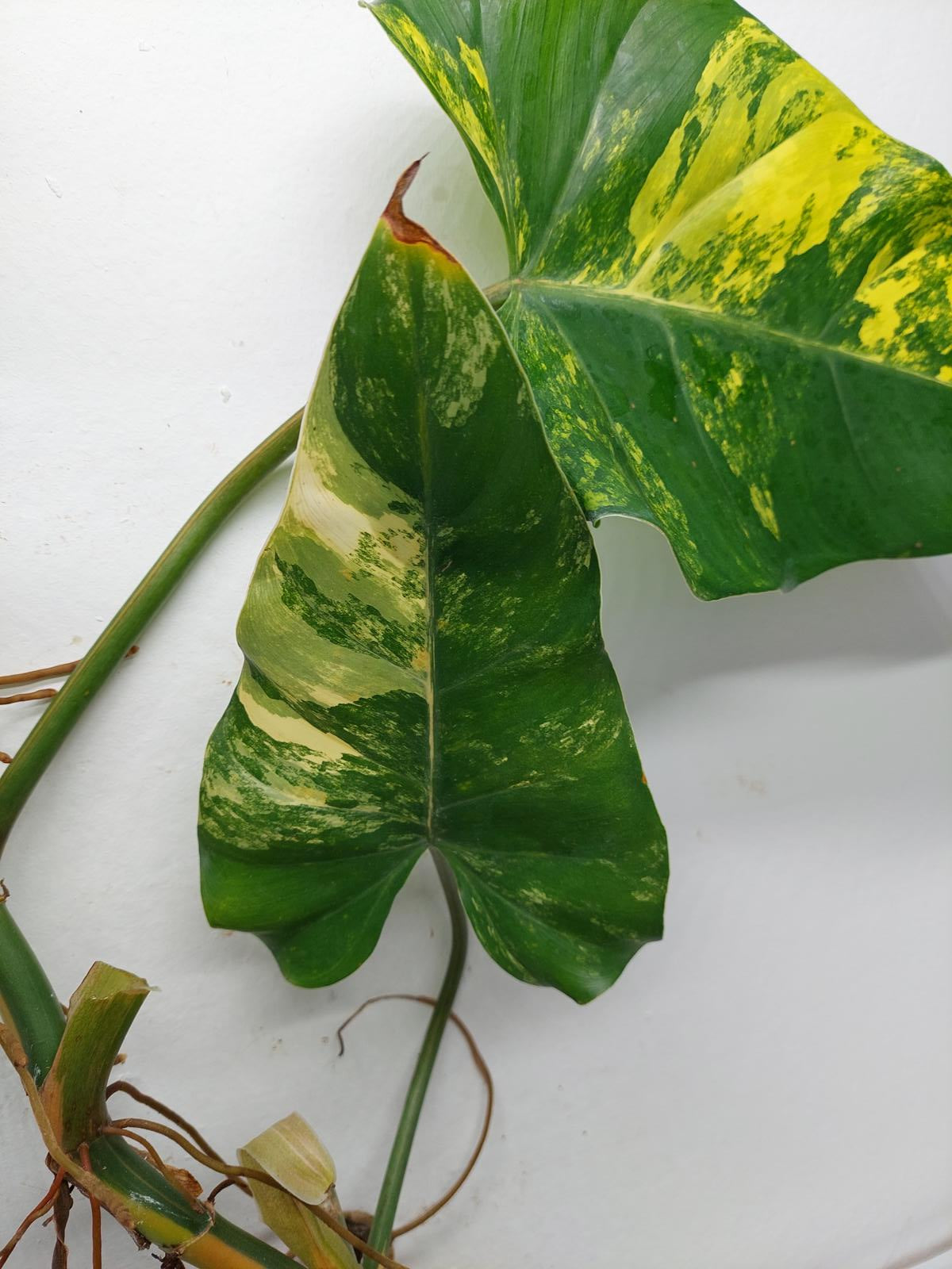 Philodendron Domesticum Variegata