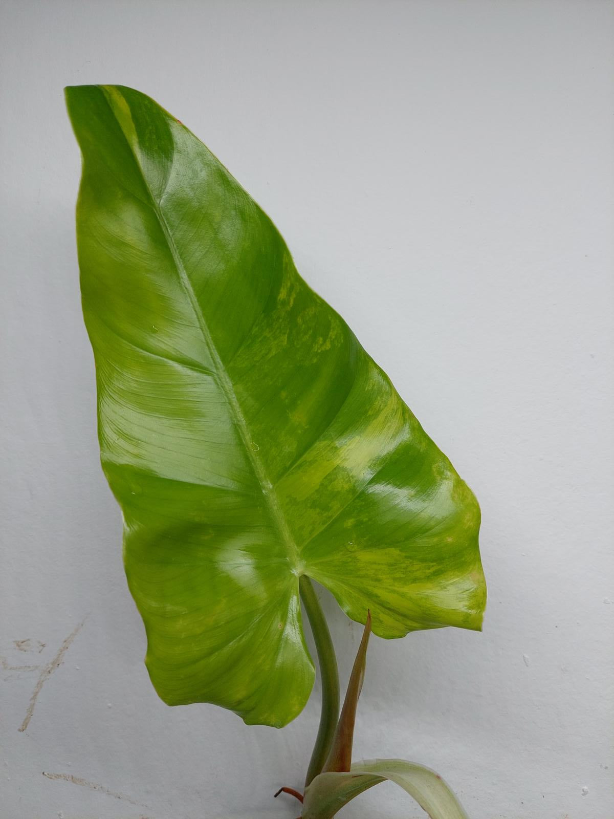 Philodendron Domesticum Variegata