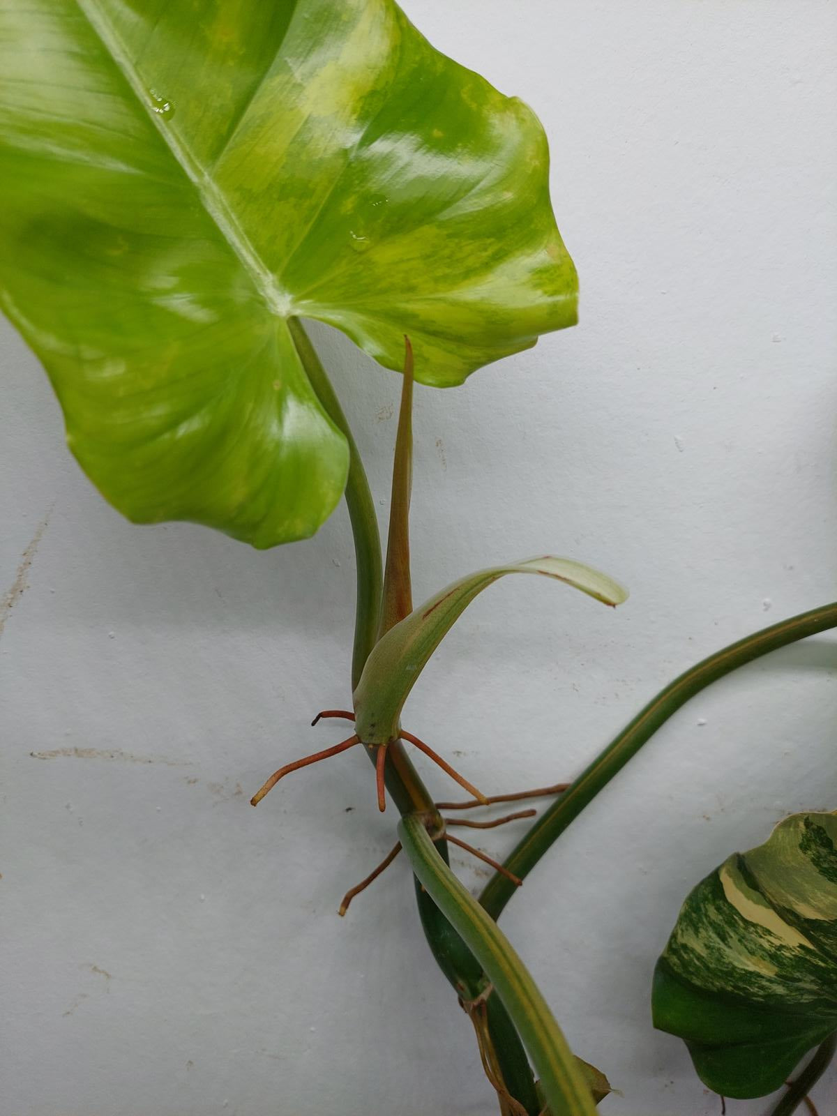 Philodendron Domesticum Variegata