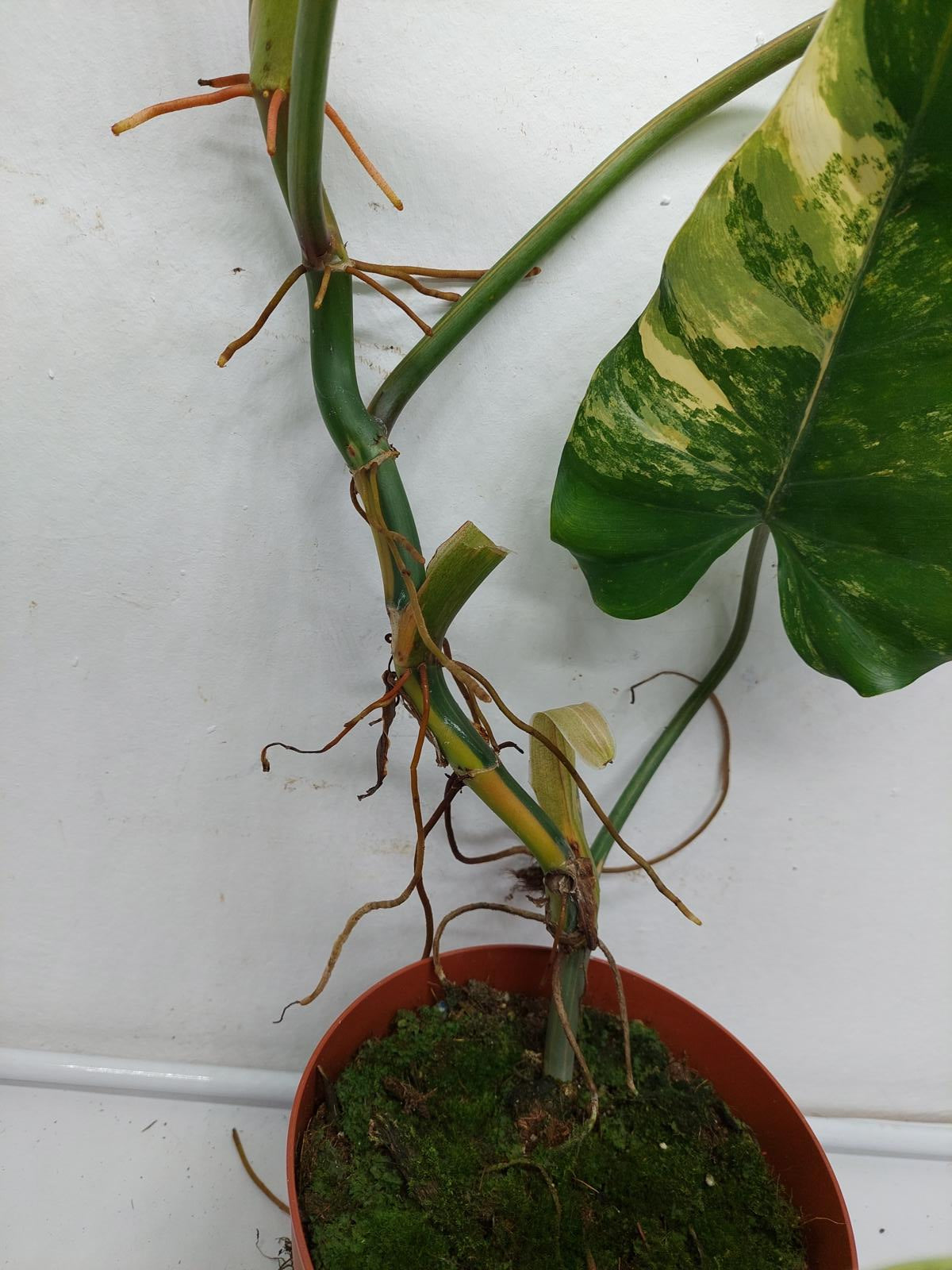 Philodendron Domesticum Variegata